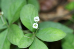 Argostemma courtallense